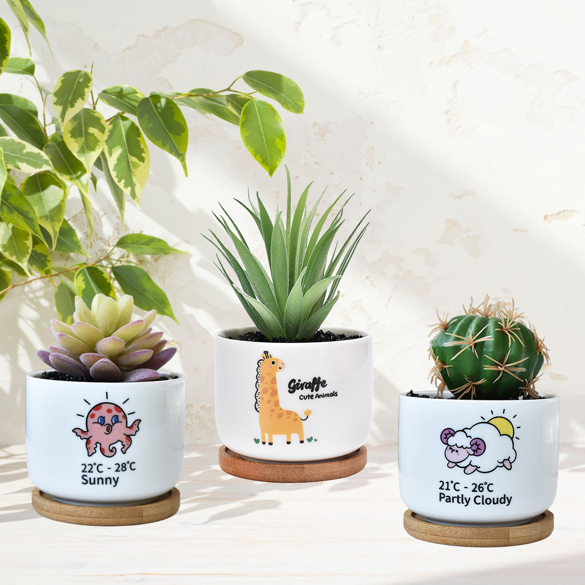 3 Succulent Pots With 3 Bamboo Tray